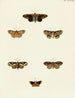 Butterflies from different countries present on the three continents Asia, Africa, and America Pl114 - Pieter Cramer — artwork view