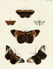 Butterflies from Asia, Africa, and America on the three continents Pl115 - Pieter Cramer — artwork view