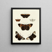 Butterflies from Asia, Africa, and America on the three continents Pl115 - Pieter Cramer — framed artwork on a wall