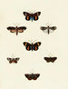 Butterflies from different countries present on the three continents Asia, Africa, and America Pl116 - Pieter Cramer — artwork view