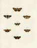 Butterflies from abroad present on the three continents Asia Africa and America Pl117 - Pieter Cramer — artwork view