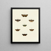 Butterflies from abroad present on the three continents Asia Africa and America Pl117 - Pieter Cramer — framed artwork on a wall