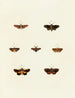 Butterflies from different countries present on the three continents Asia, Africa, and America Pl118 - Pieter Cramer — artwork view