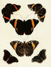 Butterflies from different countries present on the three continents Asia, Africa, and America Pl119 - Pieter Cramer — artwork view
