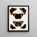 Butterflies from different countries present on the three continents Asia, Africa, and America Pl119 - Pieter Cramer — framed artwork on a wall