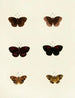 Butterflies from different countries present on the three continents Asia, Africa, and America Pl120 - Pieter Cramer — artwork view