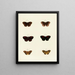 Butterflies from different countries present on the three continents Asia, Africa, and America Pl120 - Pieter Cramer — framed artwork on a wall