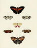 Butterflies from different countries present on the three continents Asia, Africa, and America Pl121 - Pieter Cramer — artwork view