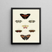 Butterflies from different countries present on the three continents Asia, Africa, and America Pl121 - Pieter Cramer — framed artwork on a wall