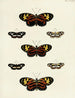 Butterflies from abroad present on the three continents Asia Africa and America Pl122 - Pieter Cramer — artwork view