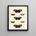 Butterflies from abroad present on the three continents Asia Africa and America Pl122 - Pieter Cramer — framed artwork on a wall