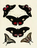Butterflies from different countries present on the three continents Asia, Africa, and America Pl124 - Pieter Cramer — artwork view