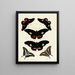 Butterflies from different countries present on the three continents Asia, Africa, and America Pl124 - Pieter Cramer — framed artwork on a wall