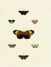 Butterflies from different countries present on the three continents Asia, Africa, and America Pl125 - Pieter Cramer — artwork view