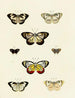 Butterflies from different countries present on the three continents Asia, Africa, and America Pl126 - Pieter Cramer — artwork view