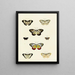 Butterflies from different countries present on the three continents Asia, Africa, and America Pl126 - Pieter Cramer — framed artwork on a wall