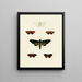 Butterflies from different countries present on the three continents Asia, Africa, and America Pl127 - Pieter Cramer — framed artwork on a wall
