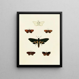 Pieter Cramer - Foreign butterflies occurring in the three continents Asia Africa and America Pl127.webp