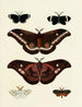 Butterflies from different continents Asia Africa and America Pl128 - Pieter Cramer — artwork view