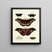 Butterflies from different continents Asia Africa and America Pl128 - Pieter Cramer — framed artwork on a wall