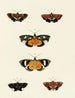 Butterflies from abroad present on the three continents Asia Africa and America Pl129 - Pieter Cramer — artwork view