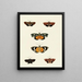 Butterflies from abroad present on the three continents Asia Africa and America Pl129 - Pieter Cramer — framed artwork on a wall
