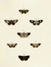 Butterflies from different continents Asia Africa and America Pl130 - Pieter Cramer — artwork view