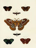 Butterflies from abroad present on the three continents Asia Africa and America Pl131 - Pieter Cramer — artwork view