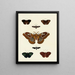 Butterflies from abroad present on the three continents Asia Africa and America Pl131 - Pieter Cramer — framed artwork on a wall