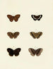 Butterflies from abroad present on the three continents Asia Africa and America Pl132 - Pieter Cramer — artwork view