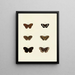 Butterflies from abroad present on the three continents Asia Africa and America Pl132 - Pieter Cramer — framed artwork on a wall