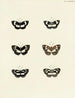 Butterflies from abroad present on the three continents Asia Africa and America Pl133 - Pieter Cramer — artwork view