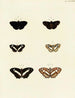 Butterflies from different countries present on the three continents Asia, Africa, and America Pl134 - Pieter Cramer — artwork view