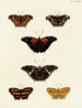 Butterflies from different countries present on the three continents Asia, Africa, and America Pl136 - Pieter Cramer — artwork view