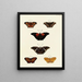 Butterflies from different countries present on the three continents Asia, Africa, and America Pl136 - Pieter Cramer — framed artwork on a wall