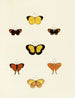 Butterflies from abroad present on the three continents Asia Africa and America Pl137 - Pieter Cramer — artwork view