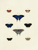 Butterflies from different countries present on the three continents Asia, Africa, and America Pl138 - Pieter Cramer — artwork view