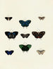 Butterflies from different continents Asia Africa and America Pl139 - Pieter Cramer — artwork view