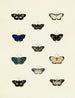 Butterflies from different countries present on the three continents Asia, Africa, and America Pl140 - Pieter Cramer — artwork view
