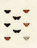 Butterflies from different countries present on the three continents Asia, Africa, and America Pl142 - Pieter Cramer — artwork view
