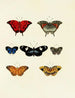 Butterflies from different countries present on the three continents Asia, Africa, and America Pl143 - Pieter Cramer — artwork view