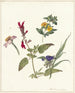 Wildflower Studies - Pieter Ernst Hendrik Praetorius — artwork view