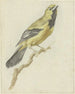 Loriot jaune Icterus nigrogularis - Pieter Gevers — artwork view