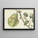 Pear on a Branch - Pieter Gevers — framed artwork on a wall