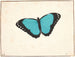 An Exotic - Pieter Holsteijn — artwork view