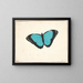 An Exotic - Pieter Holsteijn — framed artwork on a wall