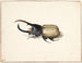 Un scarabée Hercule - Pieter Holsteijn — artwork view