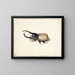 Un scarabée Hercule - Pieter Holsteijn — framed artwork on a wall