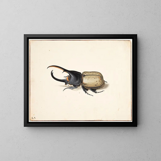 Un scarabée Hercule - Pieter Holsteijn — framed artwork on a wall