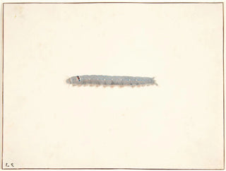 The night butterfly larva - Pieter Holsteijn — artwork view